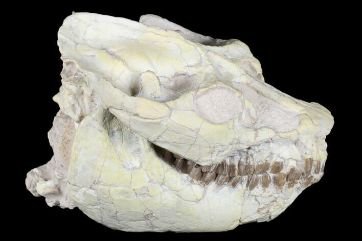 Fossil Oreodont (Leptauchenia) Skull - Wyoming #176506